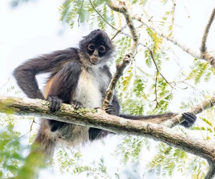 Pide Profepa evitar regalar animales silvestres en Navidad y Reyes Pide Profepa evitar regalar animales silvestres en Navidad y Reyes