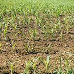 M&aacute;s de 5 mil personas se suman al programa Sembrando Vida