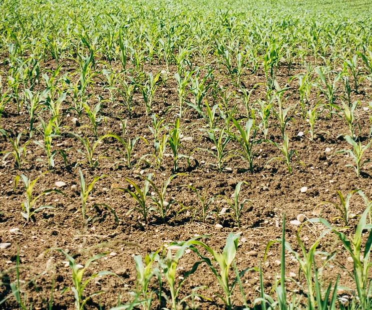 M&aacute;s de 5 mil personas se suman al programa Sembrando Vida