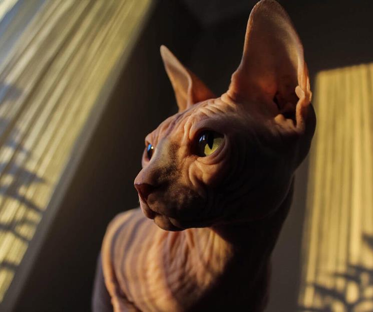 &iquest;Un pa&iacute;s sin gatos esfinges ni Scottish Fold?