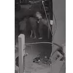 Ocasionan incendio de casa