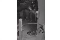 Ocasionan incendio de casa