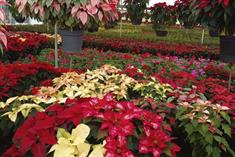 Flor de nochebuena: un regalo de M&eacute;xico para el mundo