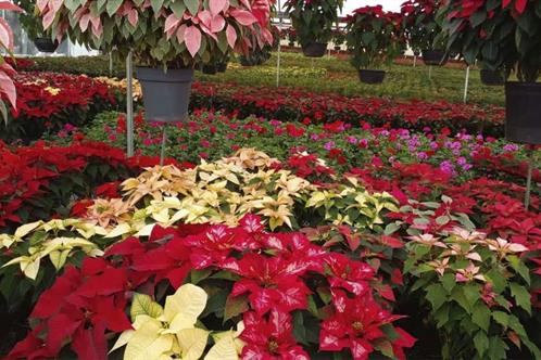 Flor de nochebuena: un regalo de M&eacute;xico para el mundo