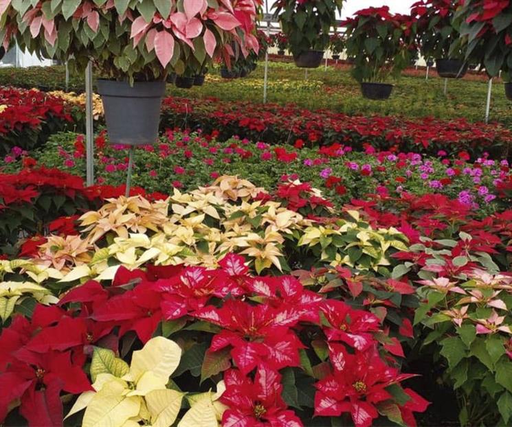 Flor de nochebuena: un regalo de México para el mundo Flor de nochebuena: un regalo de México para el mundo