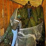 Evita Profepa ingreso de 785 &aacute;rboles de Navidad con plaga a M&eacute;xico;