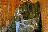 Evita Profepa ingreso de 785 &aacute;rboles de Navidad con plaga a M&eacute;xico;