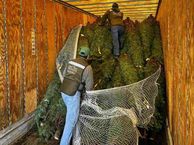 Evita Profepa ingreso de 785 &aacute;rboles de Navidad con plaga a M&eacute;xico;