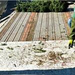 Profepa evita ingreso de 785 &aacute;rboles de Navidad con plaga a M&eacute;xico