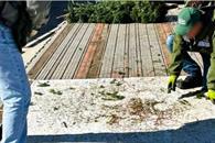 Profepa evita ingreso de 785 &aacute;rboles de Navidad con plaga a M&eacute;xico