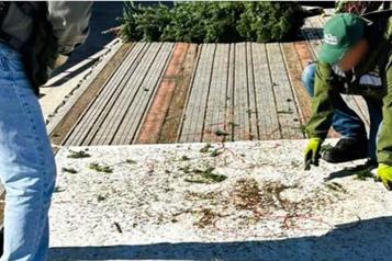 Profepa evita ingreso de 785 &aacute;rboles de Navidad con plaga a M&eacute;xico