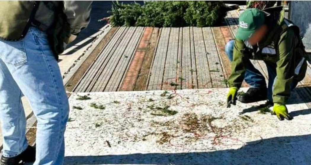 Profepa evita ingreso de 785 &aacute;rboles de Navidad con plaga a M&eacute;xico