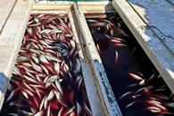 Decomisan en 2025 m&aacute;s de 5 mil toneladas de pescado ilegal