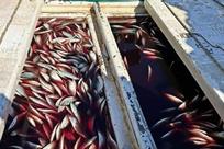 Decomisan en 2025 m&aacute;s de 5 mil toneladas de pescado ilegal