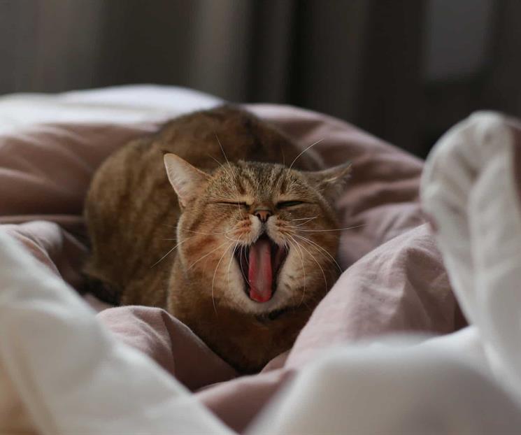 Estr&eacute;s severo y da&ntilde;os f&iacute;sicos; efectos de la pirotecnia en animales