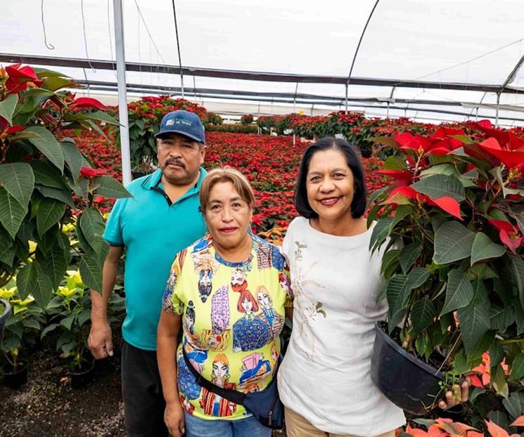 Morelos lidera cultivo de flor de Nochebuena de 2025
