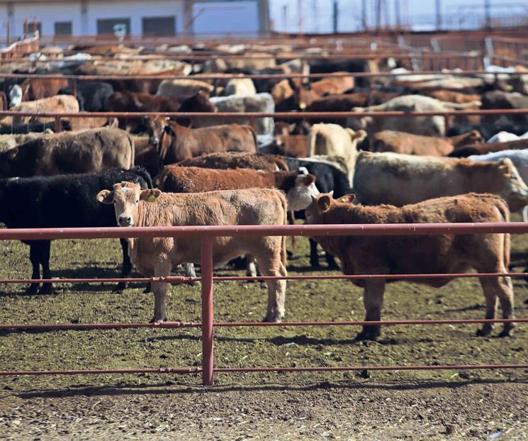 Gusano barrenador provoca crisis silenciosa en ganader&iacute;a mexicana