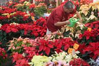 Los mejores consejos para mantener viva tu flor de Nochebuena