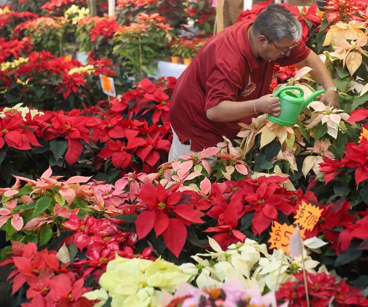 Los mejores consejos para mantener viva tu flor de Nochebuena