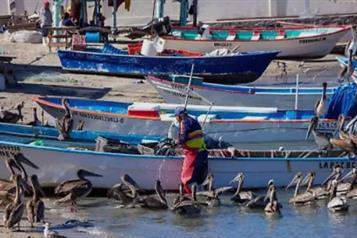 Semar cierra puerto de La Paz por vientos del norte