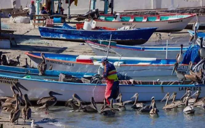 Semar cierra puerto de La Paz por vientos del norte