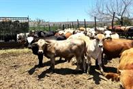 Deja gusano barrenador p&eacute;rdidas &acute;incalculables&acute; al cierre del a&ntilde;o