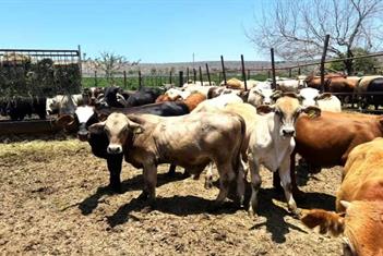 Deja gusano barrenador p&eacute;rdidas &acute;incalculables&acute; al cierre del a&ntilde;o