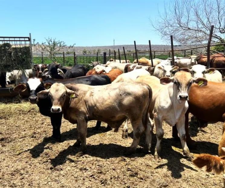 Deja gusano barrenador p&eacute;rdidas &acute;incalculables&acute; al cierre del a&ntilde;o