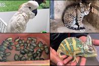 Tigres, tortugas, aves y monos, entre los animales m&aacute;s traficados