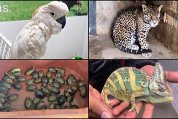 Tigres, tortugas, aves y monos, entre los animales más traficados