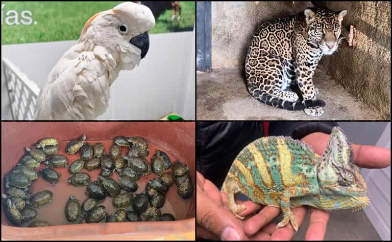 Tigres, tortugas, aves y monos, entre los animales m&aacute;s traficados