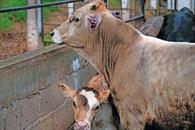 Provoca gusano barrenador crisis silenciosa