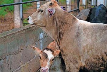 Provoca gusano barrenador crisis silenciosa