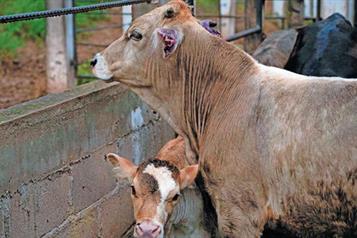Provoca gusano barrenador crisis silenciosa