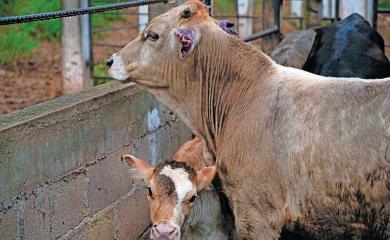 Provoca gusano barrenador crisis silenciosa