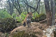 FGR asegura un jaguar durante cateo en Jilotepec