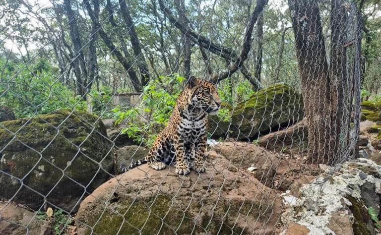 FGR asegura un jaguar durante cateo en Jilotepec