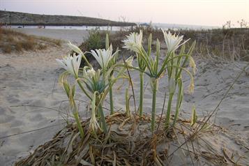 La misericordia de anta&ntilde;o