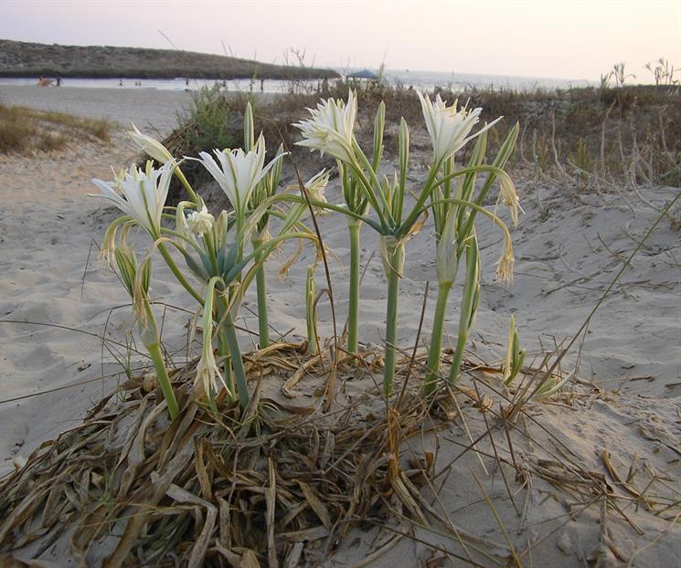 La misericordia de anta&ntilde;o