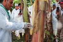 Inspeccionan m&aacute;s de 667 mil plantas por riesgo de hongos