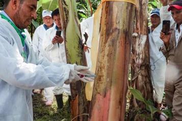 Inspeccionan m&aacute;s de 667 mil plantas por riesgo de hongos