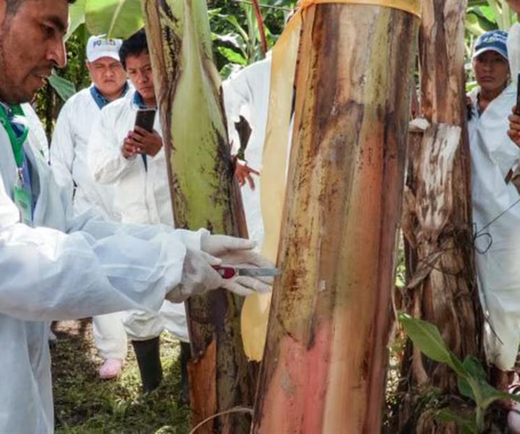 Inspeccionan m&aacute;s de 667 mil plantas por riesgo de hongos