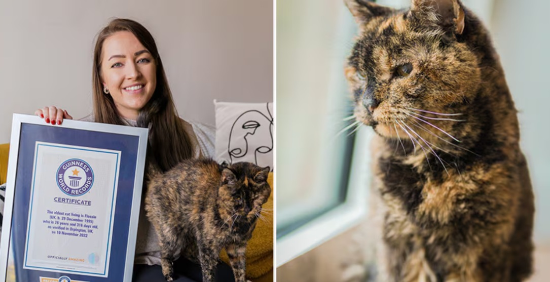 Flossie, la gata más longeva del mundo celebra 30 años de vida Flossie, la gata más longeva del mundo celebra 30 años de vida