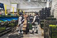 Detienen a 278 personas a 50 días del Plan Michoacán Detienen a 278 personas a 50 días del Plan Michoacán