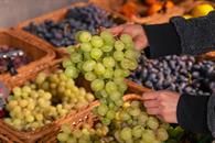 Encabeza Sonora producci&oacute;n nacional de uva en 2025