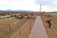 Oaxaca acumula mil 984 casos del gusano barrenador