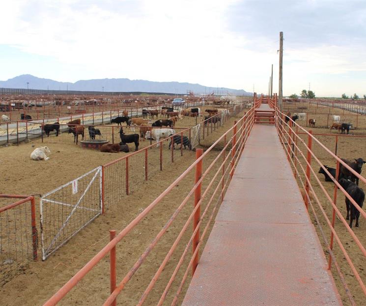 Oaxaca acumula mil 984 casos del gusano barrenador