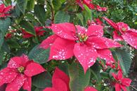 ¿Cómo podar la flor de Nochebuena para que sobreviva? ¿Cómo podar la flor de Nochebuena para que sobreviva?