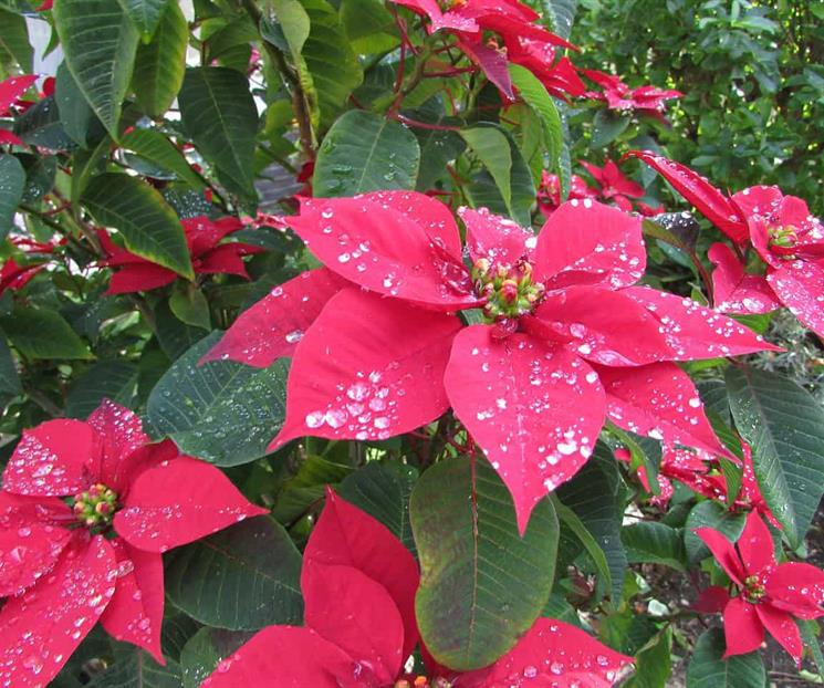 &iquest;C&oacute;mo podar la flor de Nochebuena para que sobreviva?