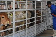 Existen 692 casos activos de gusano barrenador en México Existen 692 casos activos de gusano barrenador en México